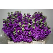 image фото Matthiola purple - левкой оптом купить цветы и растения из Голландии, Германии, Италии, Испании, Дании, Эквадора, Колумбии, Азии, Африки, Израиля, Китая, Тайланда, Тайваня с доставкой по Украине в: Киев, Львов, Черкассы, Кировоград, Полтава, Ровно, Днепропетровск, Запорожье, Харьков, Кривой Рог, Днепр, Одесса, Николаев, Херсон, Умань, Кропивницкий